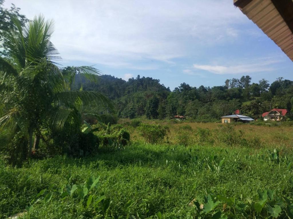 a palm tree in a field with a house in the background at Nelmann's Nipa Huts in San Vicente