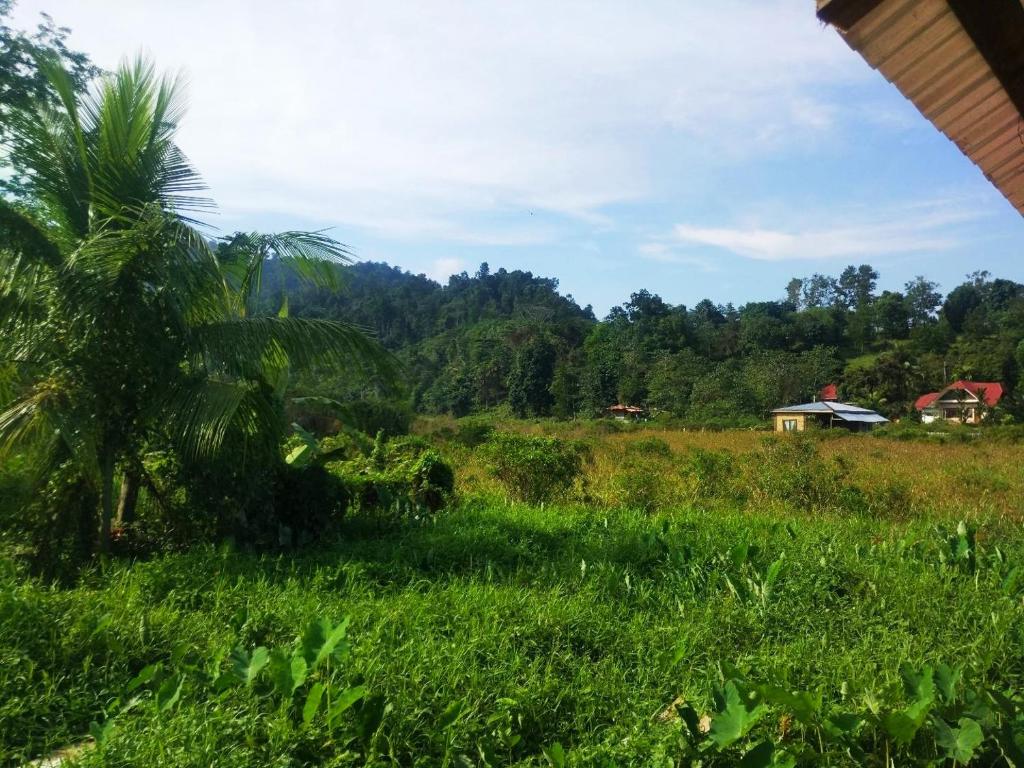 a palm tree in a field with a house in the background at Nelmann's Nipa Huts in San Vicente
