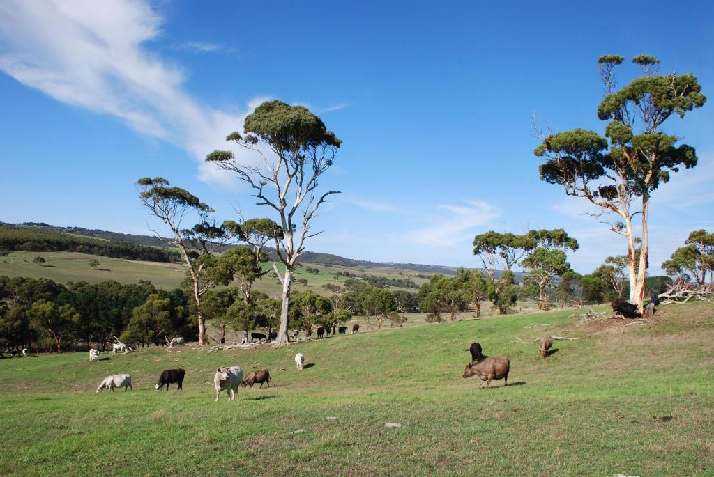 Back Valley Farmstay Bed and Breakfast في فيكتور هاربور: قطيع من الحيوانات ترعى على حقل عشبي