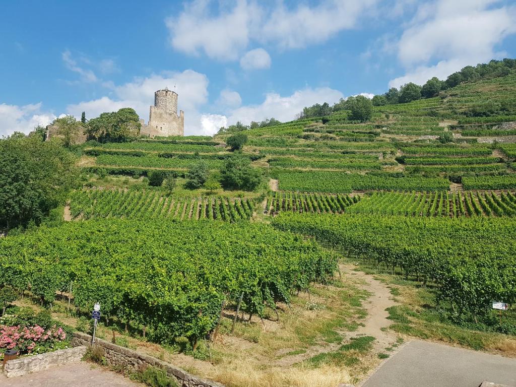 KAYSERSBERG city center - COTE VIGNOBLE - – photo 15