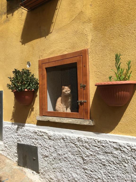 Domácí mazlíčci ubytovaní s hosty v ubytování Albergo Le Sorgenti