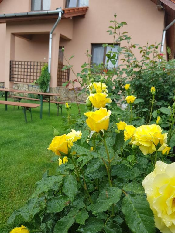 Une bande de roses jaunes dans un jardin dans l'établissement Casa Daria, à Haţeg