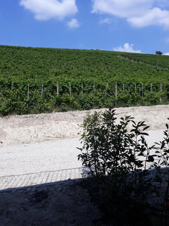 Fotografie z fotogalerie ubytování Vitae di Langa v destinaci Grinzane Cavour