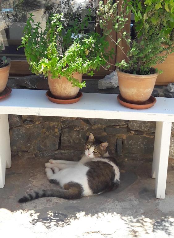 Domácí mazlíčci ubytovaní s hosty v ubytování Elounda Island Villas