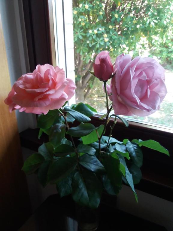 Zdjęcie z galerii obiektu Giardino delle rose w mieście Lido di Fermo