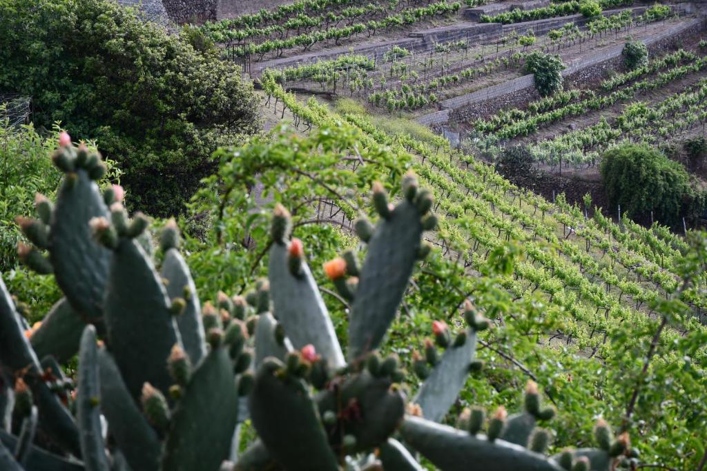 Zahrada ubytování Haciendas del Valle - Casa San Miguel