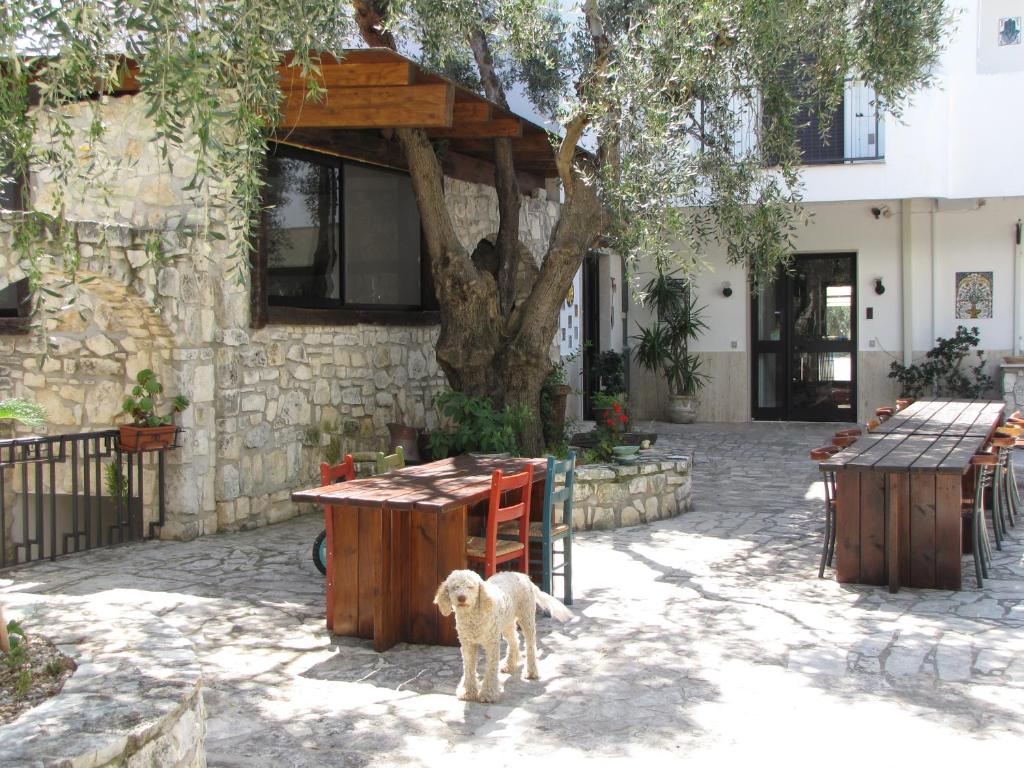 a white dog standing in front of a building with a tree at Mafrolla Carlo in Vieste