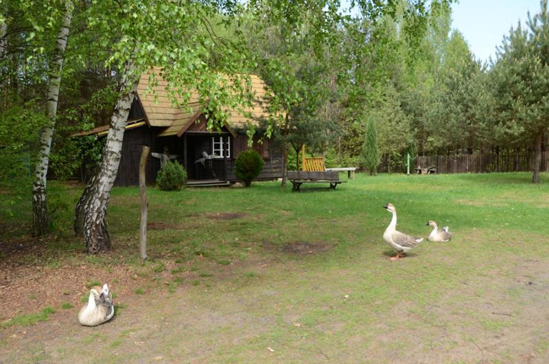 Zvieratá na farme alebo blízkom okolí