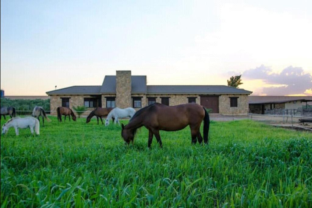 un grupo de caballos pastando en un campo frente a un edificio en Casa Rural Ecuestre, en Fuente Palmera