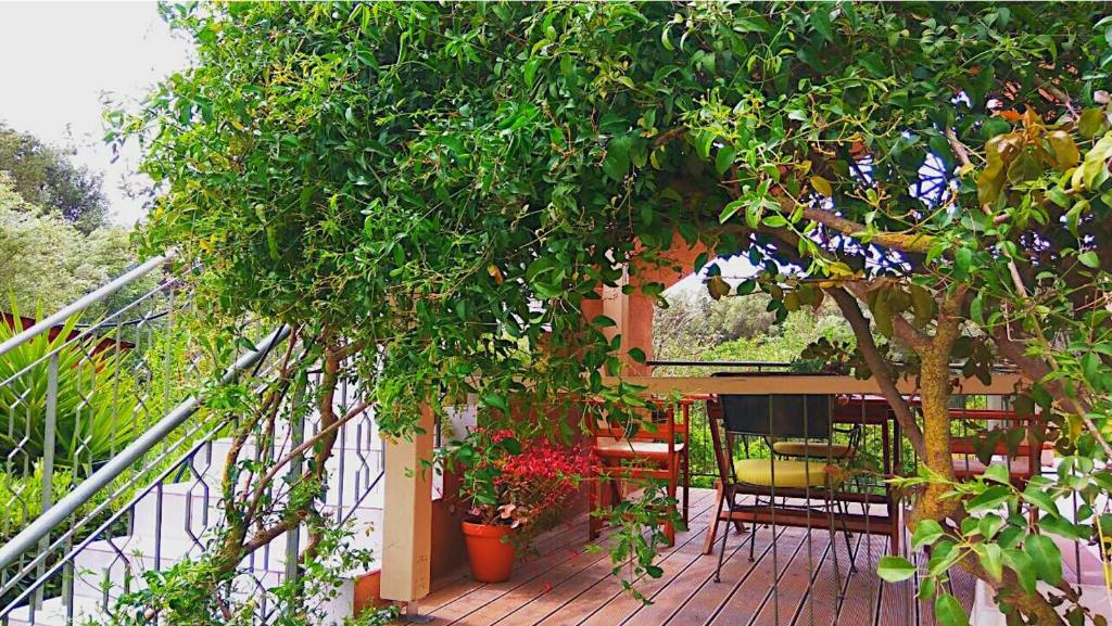 Zahrada ubytování Kefalonia apartments - Marias studios - 2 bedroom apartment in orchard, Spartia