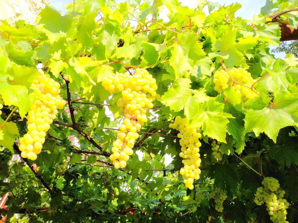 Rooms Ive, Lozovac (updated prices 2025) - 15