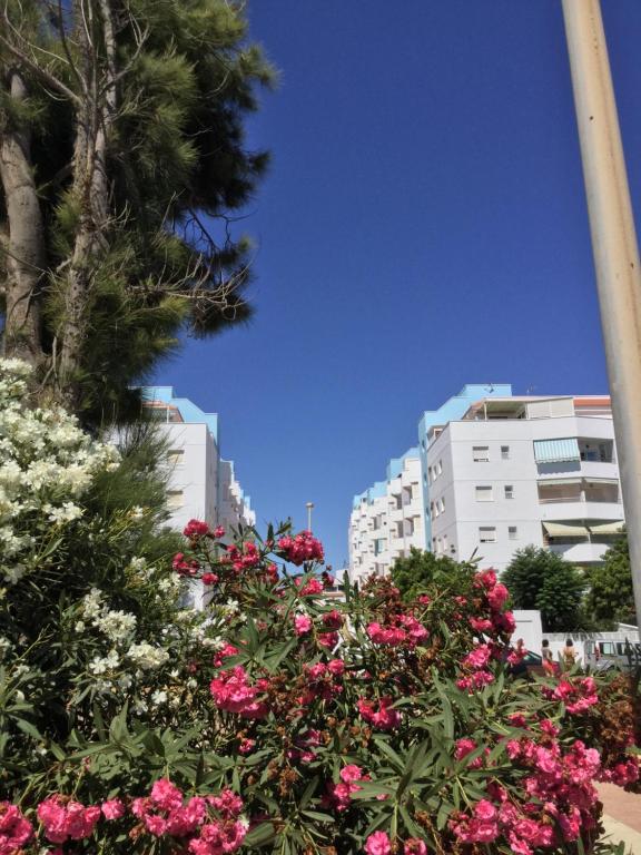 un ramo de flores delante de algunos edificios en La Perla Azul Playa - Terraza al Sol, en Roquetas de Mar