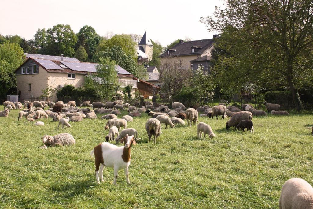 una manada de ovejas pastando en un campo con casas en Urlaub im Kunstatelier, en Runkel