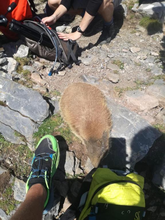 Zvířata v apartmánu nebo okolí