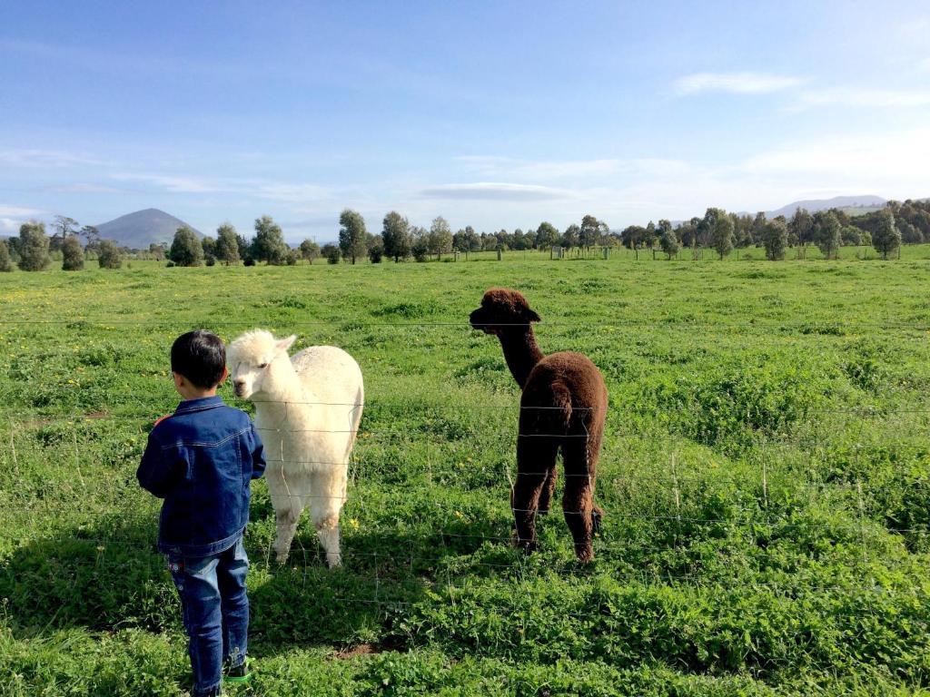 Młody chłopiec stojący obok dwóch owiec na polu w obiekcie Taras Richmond Farmstay w mieście Richmond