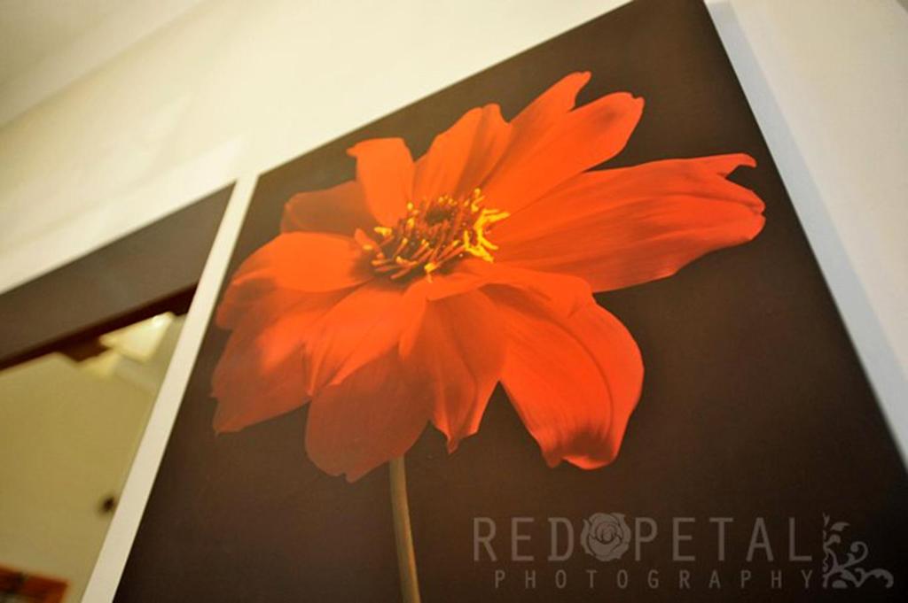 Fotografie z fotogalerie ubytování Elmwood Hotel v Londýně