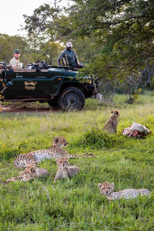 Fotografie z fotogalerie ubytování Shindzela Tented Camp v destinaci Timbavati Game Reserve