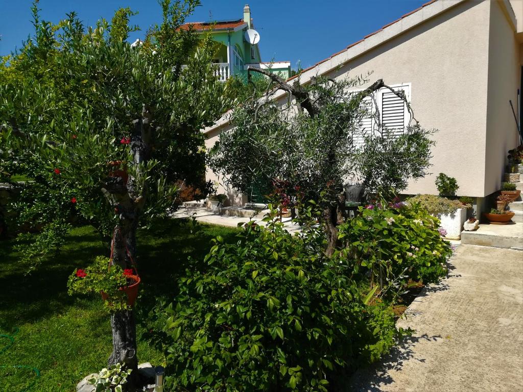 two trees in a yard next to a building at Olive grove in Vodice