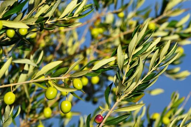 a bunch of green olives on a tree at Apartment Istrian view in Šmarje