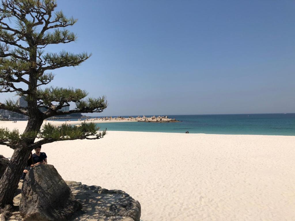 a man sitting on a beach next to a tree at 長楽園 in Shirahama