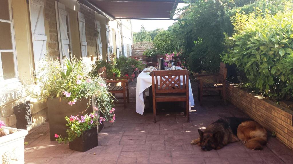 un chien pondant sur le sol dans une terrasse dans l'établissement La Ferme De Saint Julien, à Charleville-Mézières