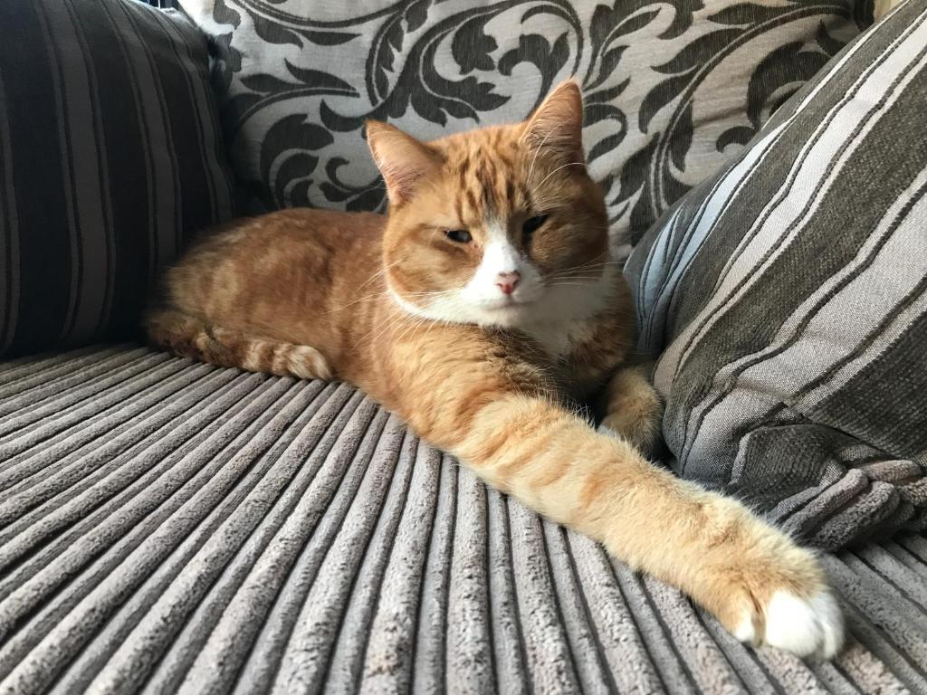 an orange and white cat laying on a couch at Shellseekers Guest House in Looe