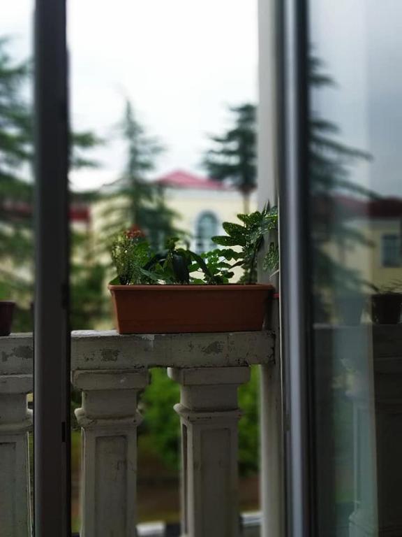 Balkón nebo terasa v ubytování Acacia guest house