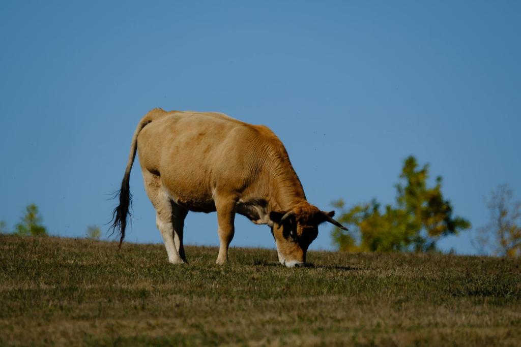 Gallery image of Mas Mialou in Saint-Jean-du-Gard