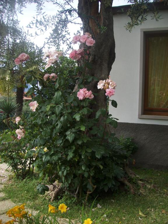 Zahrada ubytování Garnì Casa Rabagno