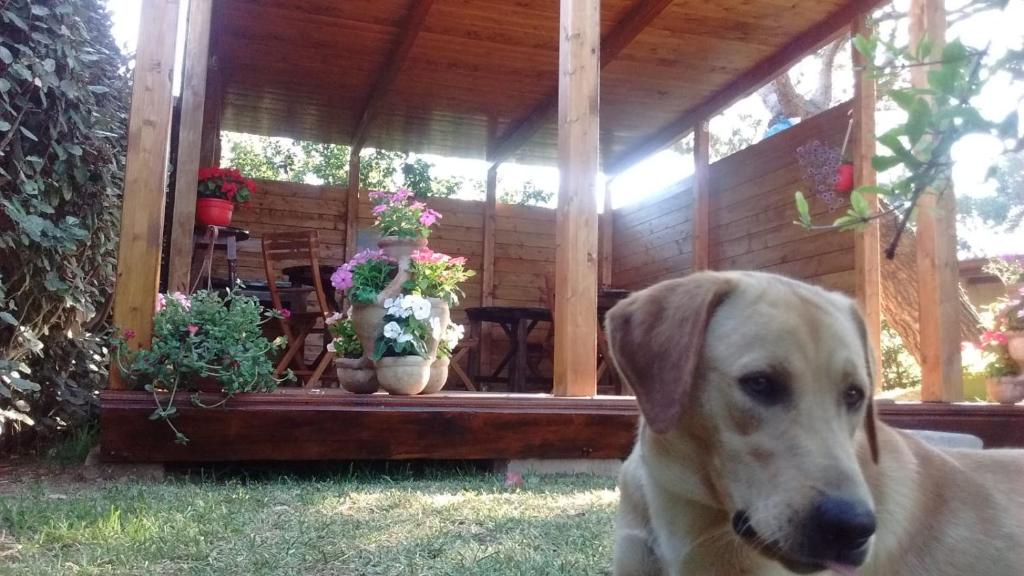 サンタンナ・アッレージにあるLa Conteaの展望台前に座る褐色の犬