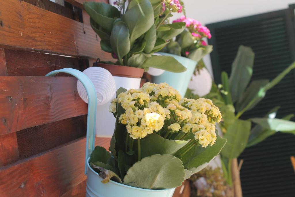 Casa das Camélias - 1