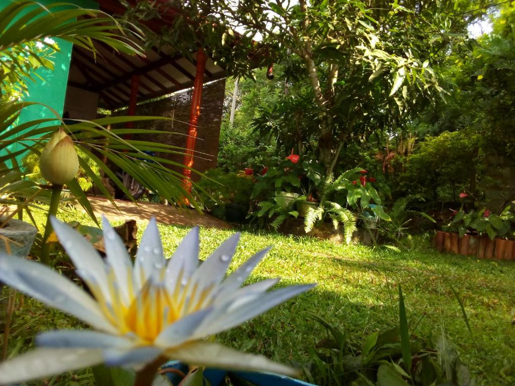 a white flower in the middle of a yard at Nethmi Homestay & Restaurant in Tangalle