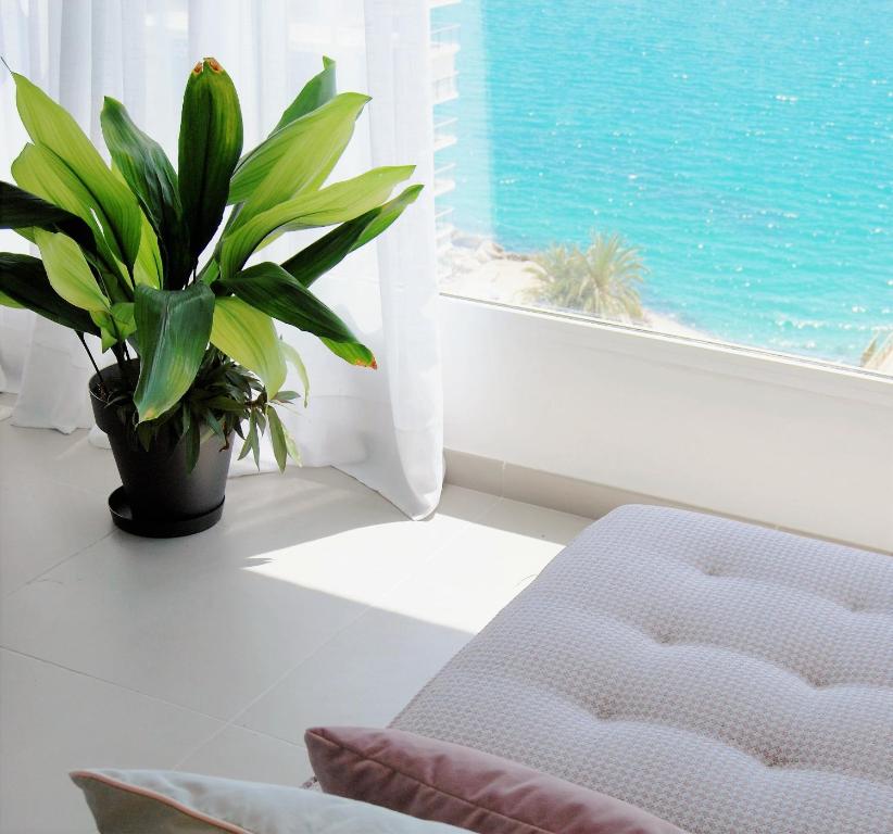 roślina siedząca na stole obok okna w obiekcie Apartamento con vistas al mar w Alicante