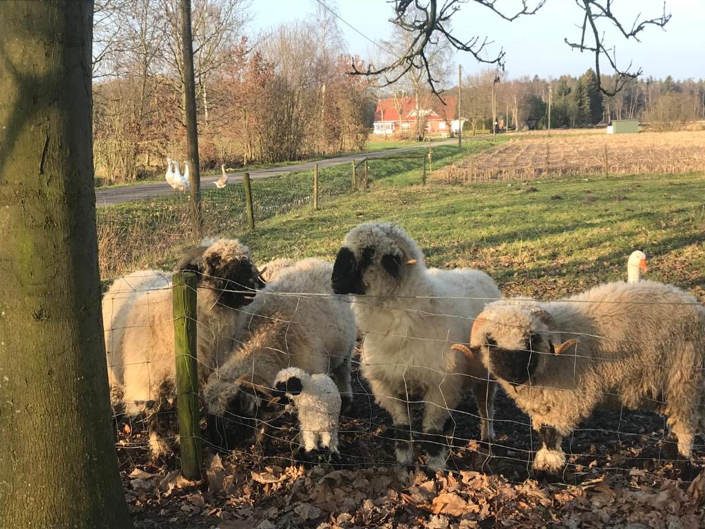 un grupo de ovejas de pie detrás de una valla en Ferienwohnung am Komisenpad, en Südlohn
