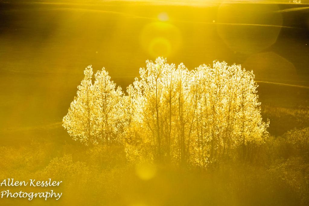 a group of trees with the sun shining on them at Misty Ridge Retreat B&B in Foothills