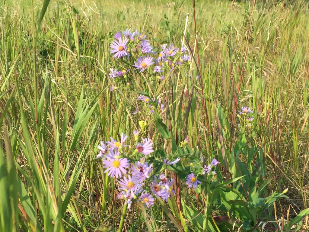 a bunch of purple flowers in a field of grass at Misty Ridge Retreat B&B in Foothills