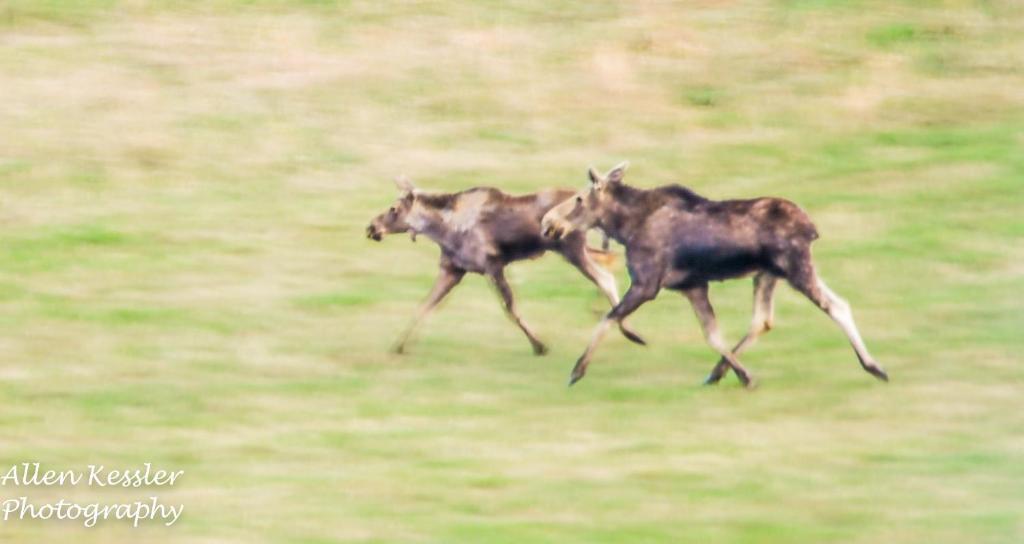 two animals running in a field of grass at Misty Ridge Retreat B&B in Foothills