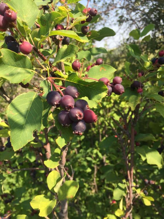 a bunch of berries on a tree with leaves at Misty Ridge Retreat B&B in Foothills