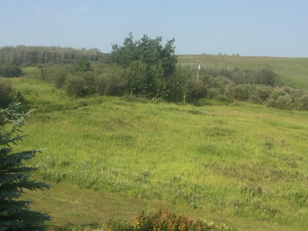 a field of grass with trees in the background at Misty Ridge Retreat B&B in Foothills