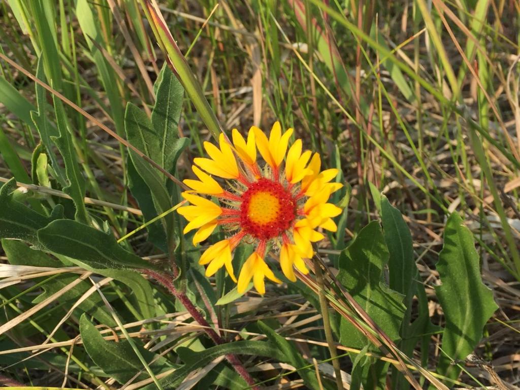 a yellow and red flower in the grass at Misty Ridge Retreat B&B in Foothills