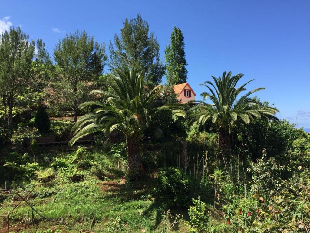 a house on top of a hill with palm trees at Casa d'Olívia in Porto da Cruz