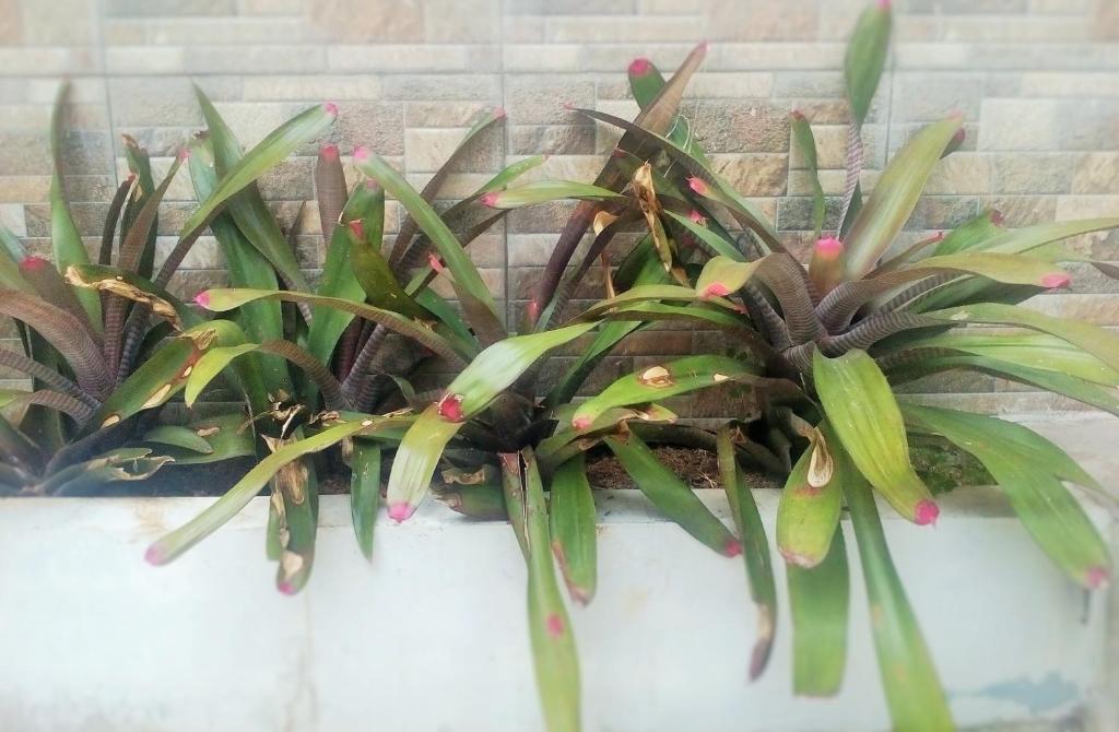 a plant in a pot on a wall at Homestay Bumi Asri III Cikutra in Bandung