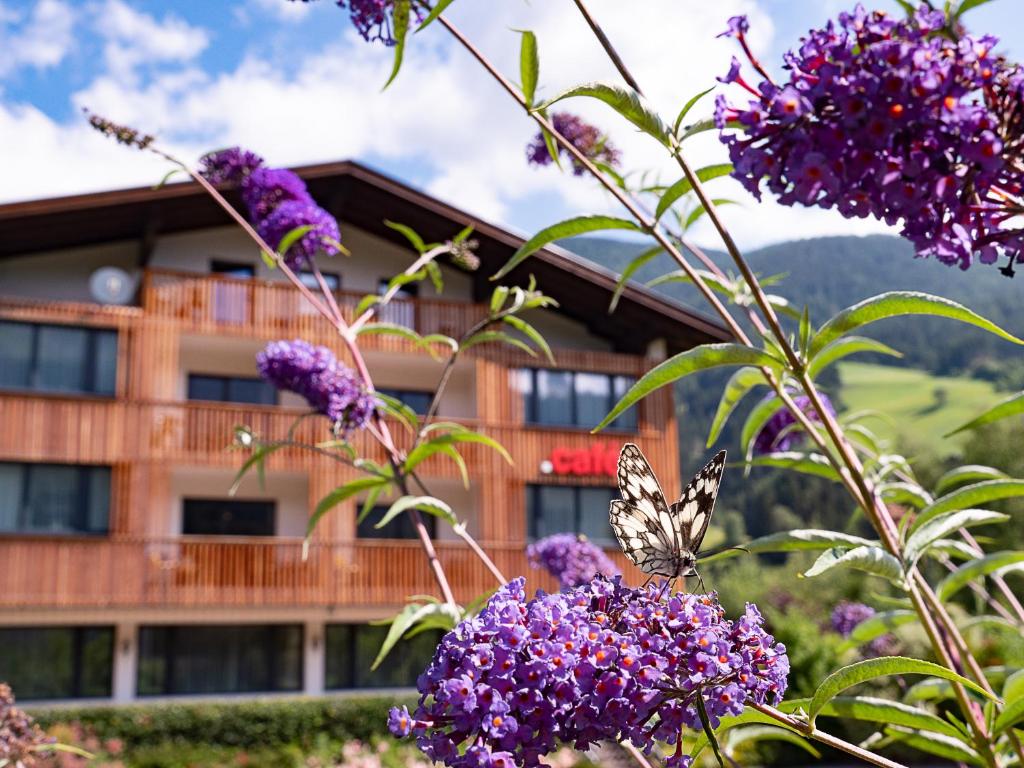 a butterfly sitting on a purple flower in front of a building at Der Brückenwirt in Heinfels