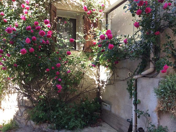 OppedetteにあるProvence, Luberon, La Cocoune, NID, au coeur du village perché ruralの建物脇のピンクの花束