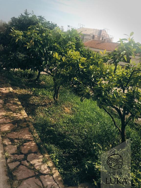 a row of orange trees in the grass at Apartments Villa Luka in Sveti Stefan