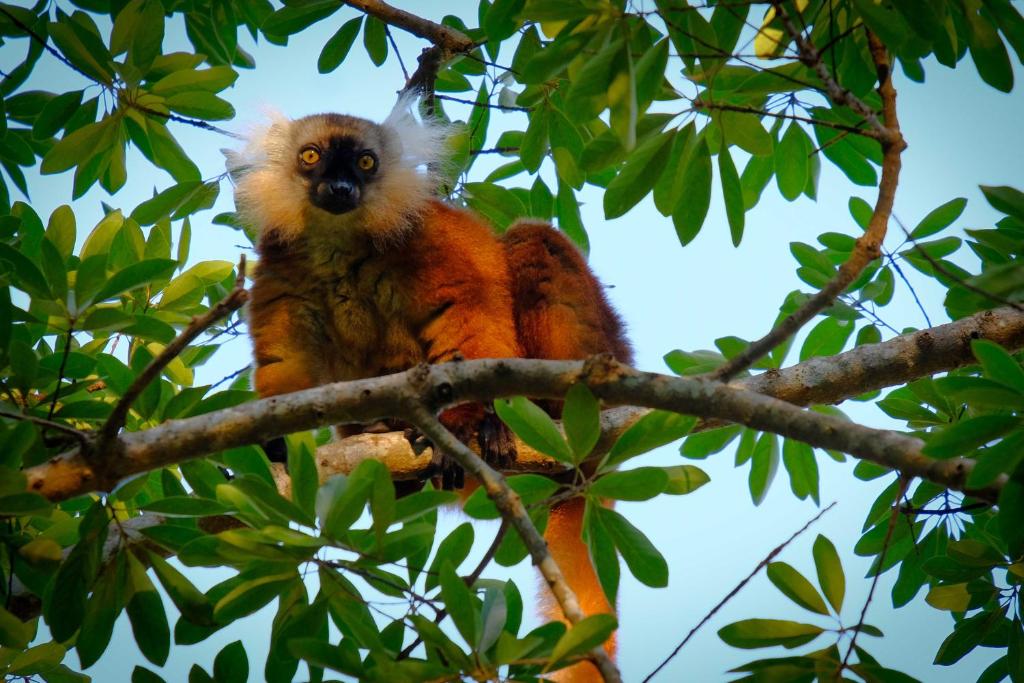 a red monkey sitting on top of a tree branch at Coco Komba Lodge in Nosy Komba