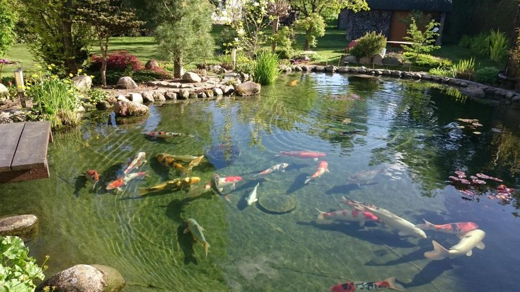 einen Pool mit Fisch, der darin schwimmt in der Unterkunft Haus am Koiteich in Plau am See