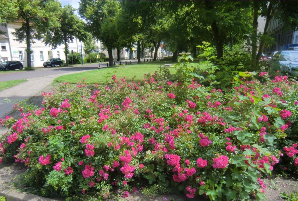 een tuin met roze bloemen in een park bij Ferienwohnung Rosenflair in Schönebeck
