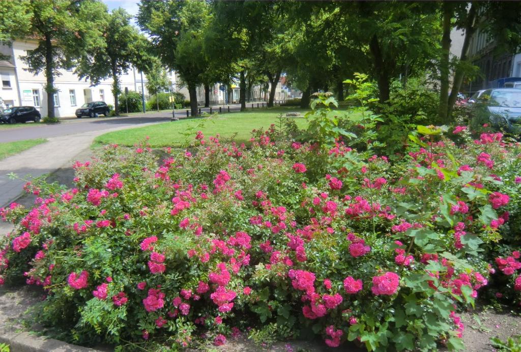 un giardino di fiori rosa in un parco di Ferienwohnung Rosenflair a Schönebeck