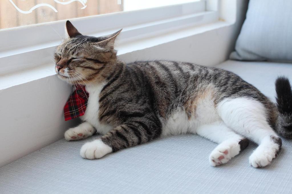 Domácí mazlíčci ubytovaní s hosty v ubytování Cat at Greece
